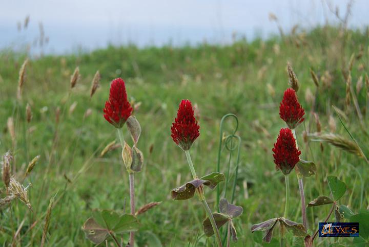 fiori di trifoglio.JPG